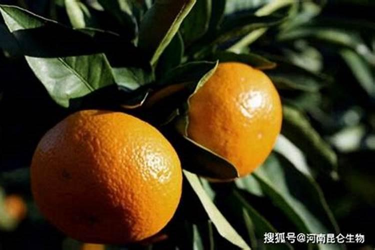 磷肥和钙肥能一起用吗 磷肥是酸性还是碱性的