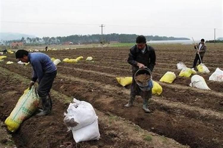 大豆用什么肥料追肥