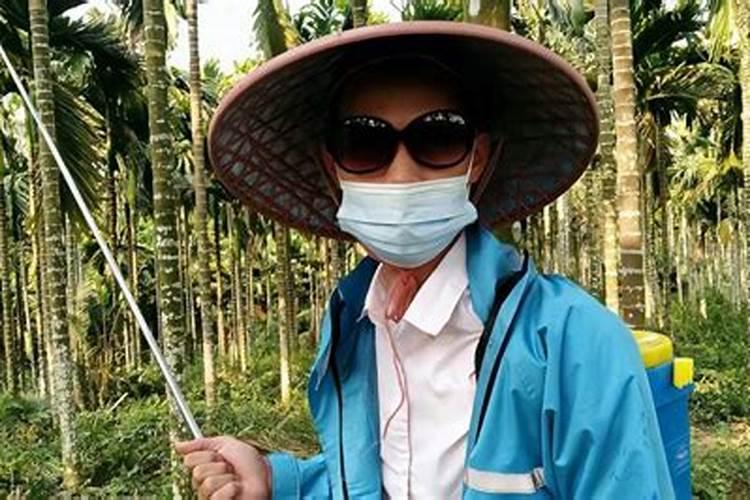 槟榔芋怎样种植