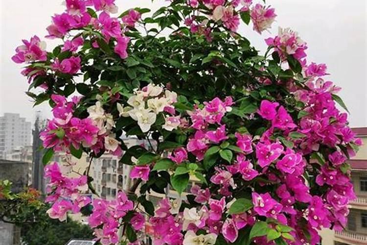 高手养三角梅,开花多,花期长,关键就在这三点!