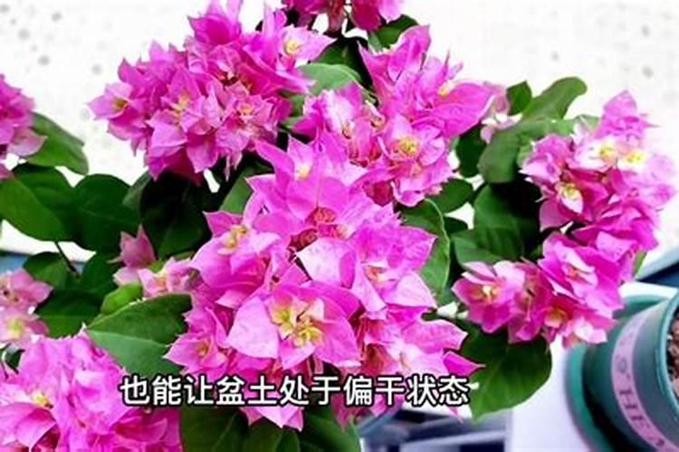 三角梅控水到什么程度才开始浇水