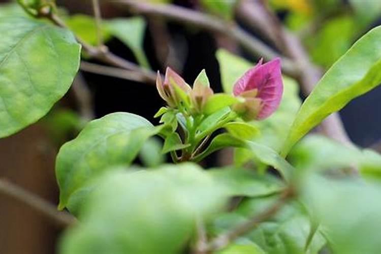 三角梅施肥方法和时间