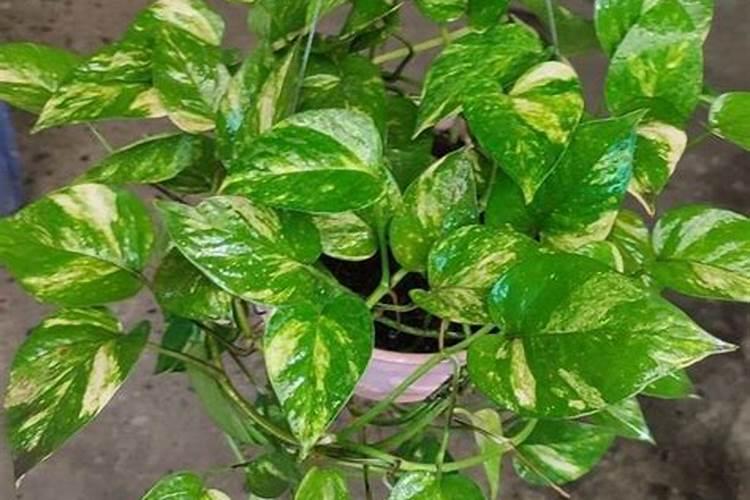 哪些植物需要钾肥