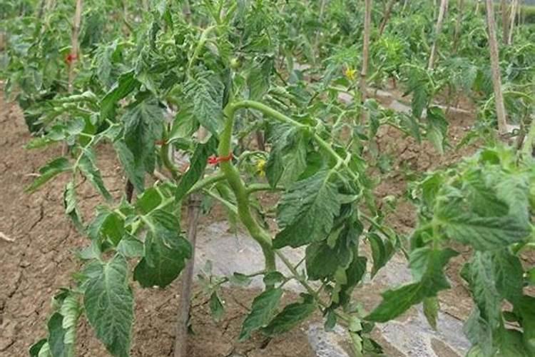 茉莉花喜肥吗 喜欢施什么肥料