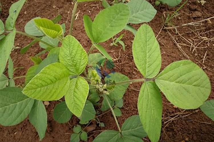 大豆花期打什么药能高产 花期施什么肥好