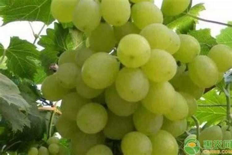 天脊16620硝酸钾水溶肥的批发价格是多少？