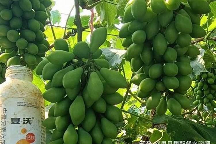 玉米硫酸钾好还是氯化钾好