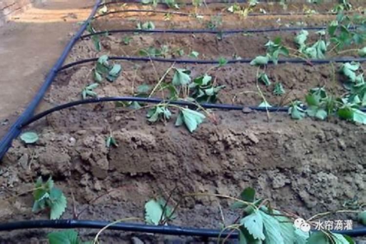 红小豆执行标准哪种好