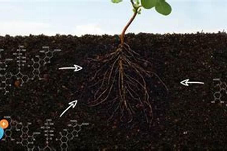 腐植酸钠的作用