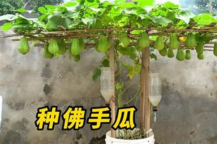 北方种植的佛手瓜过冬的方法