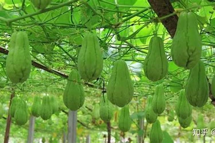 佛手瓜的种植技巧有哪些