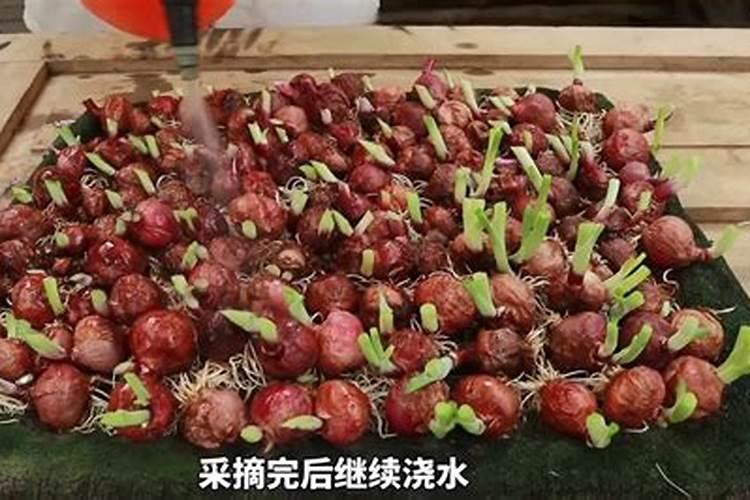 冬小麦的浇水时间