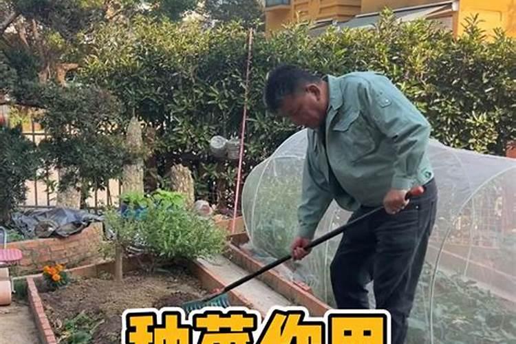 种菜什么复合肥好