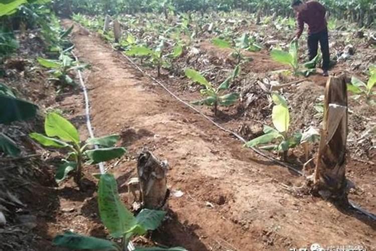 香蕉小苗施什么肥料长得快 香蕉小苗施什么肥长得快