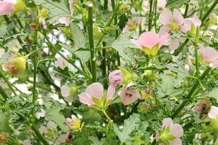 中国医药工业百强