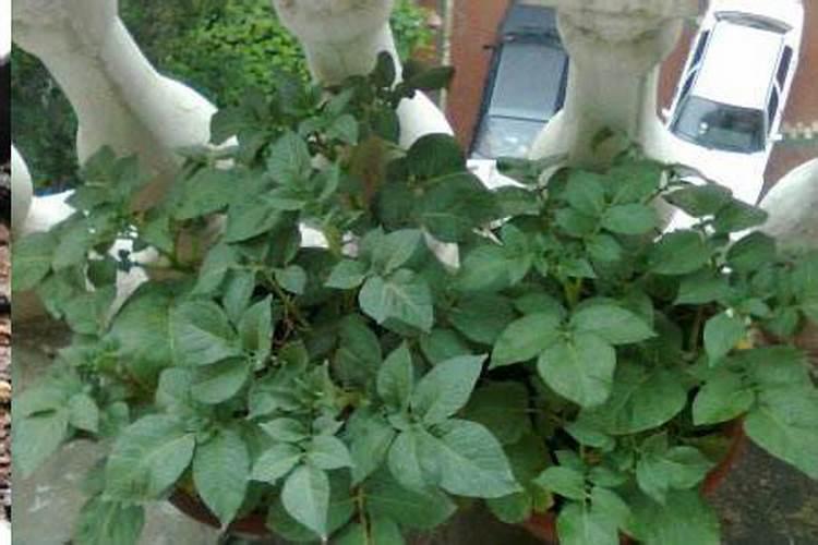 复合肥会烧根烧苗吗