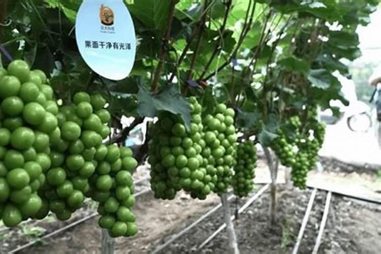 葡萄上使用芸苔素技术
