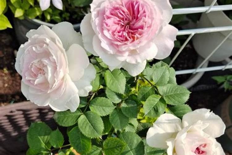 给月季和栀子花咋样施磷酸二氢钾肥