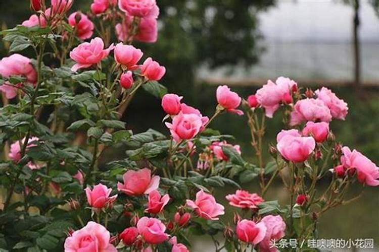 月季花小怎么来处理