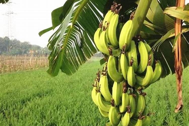 大棚蔬菜如何使用肥料？