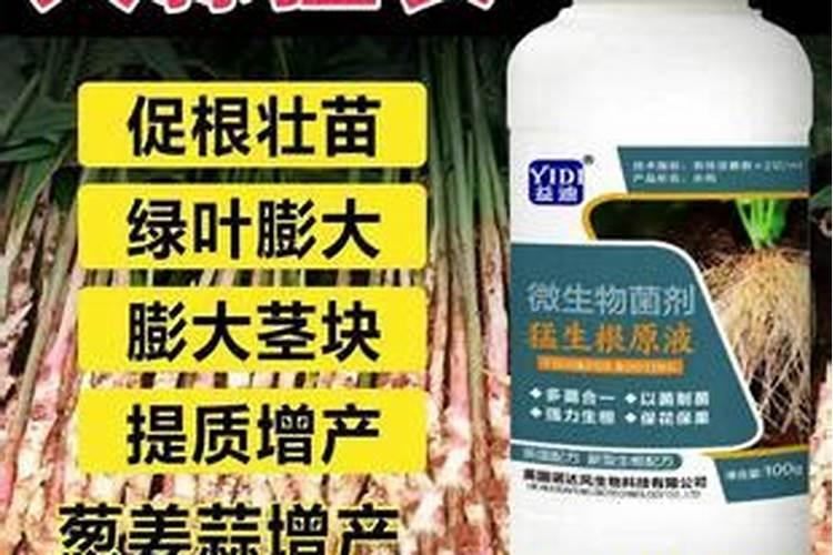 大姜什么时候使用大量元素水溶肥？