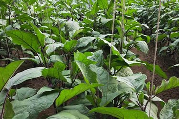 桃树膨大期专用增产叶面肥料？桃树结果期用哪种水溶肥效果好？