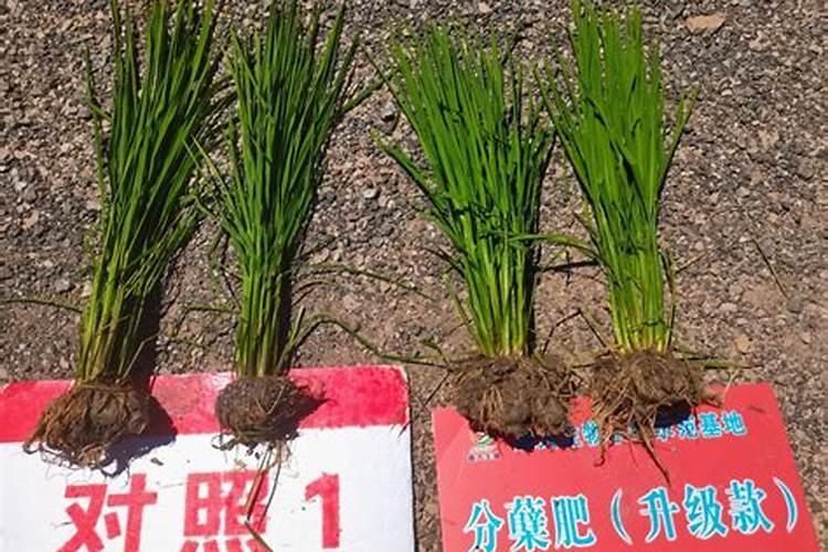 家里养花用什么肥料最好