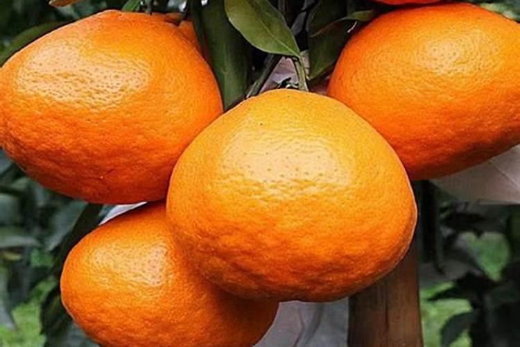 甜瓜授粉多久浇一次水