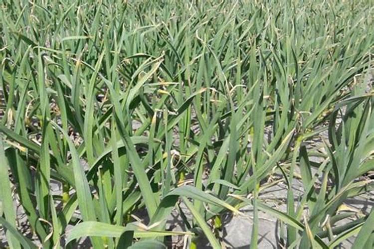 大蒜提苗用什么肥最好