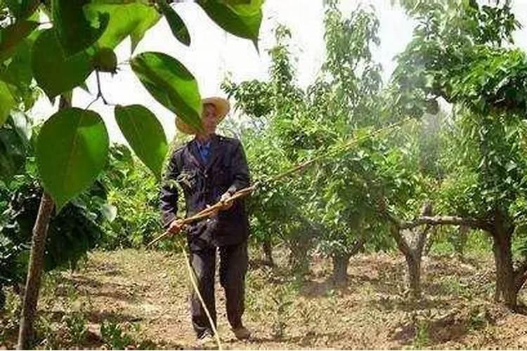 颗粒硼肥的作用及施用方法