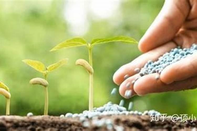 什么时候给花施肥最好