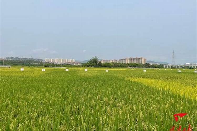 水稻专用叶面肥哪个厂家好？叶面肥哪个品牌好？叶面肥用根小子效果好...