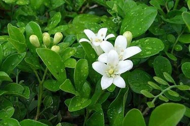 九里香如何施肥