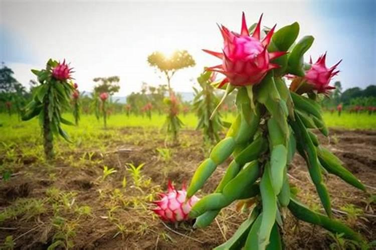 花菜多久施一次肥