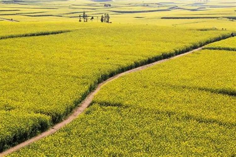 怎么做能提高水稻产量