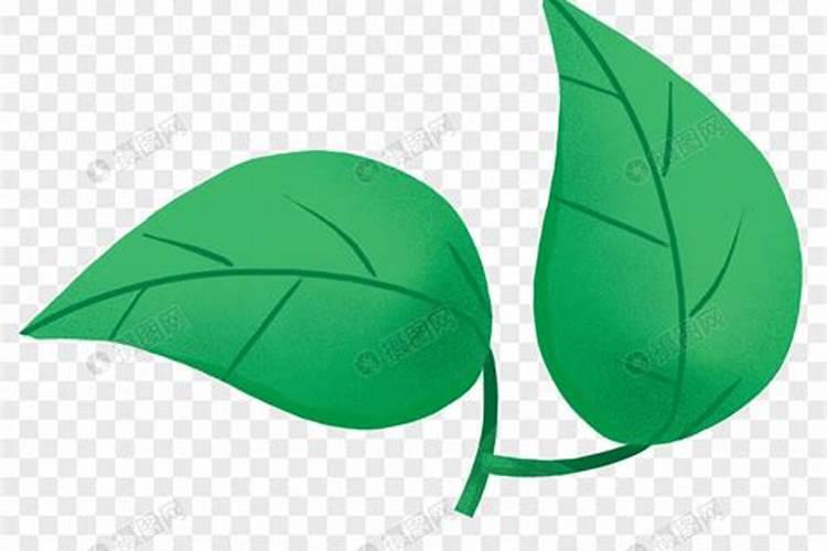 种植指南:蔬菜叶面肥有哪些种类