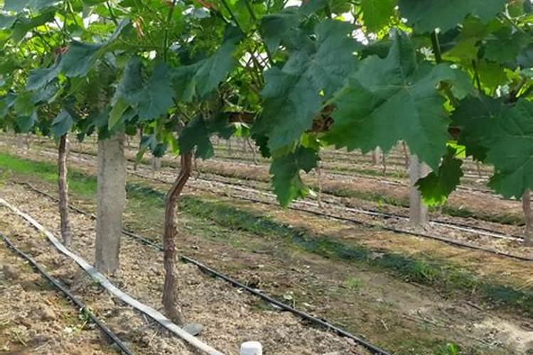 葡萄补硼的最佳时期