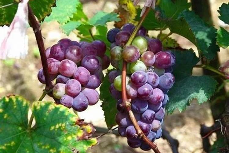 葡萄采收后怎么样施肥