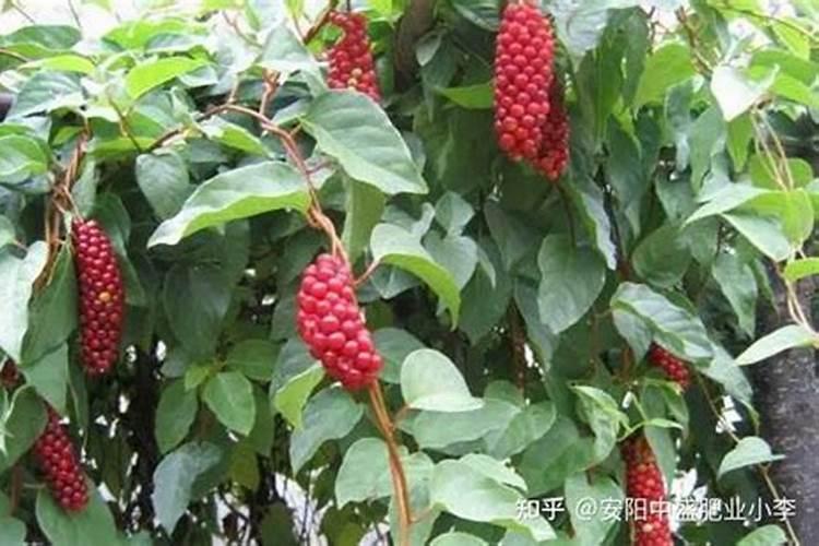 红果子在没成熟的状态下有啥作用？