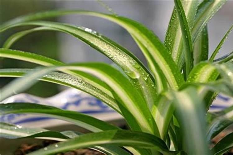 磷肥当季利用率低的原因是什么