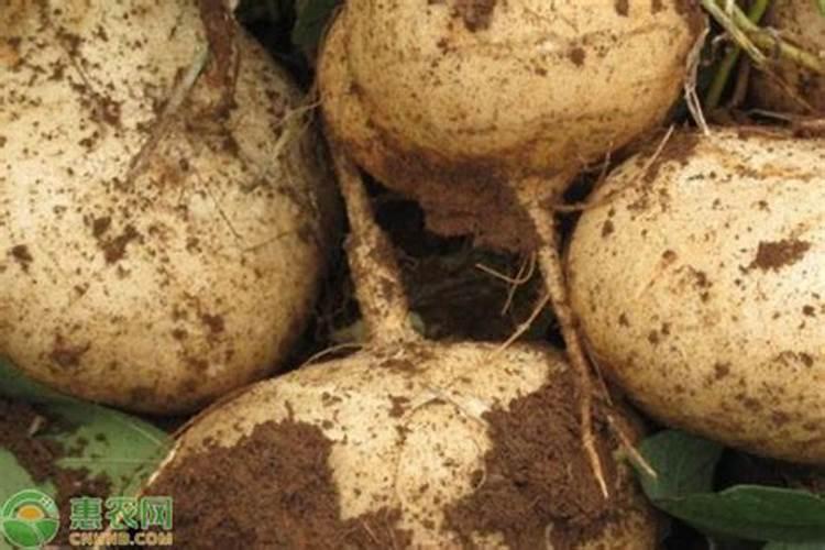 凉薯怎么种植才甜