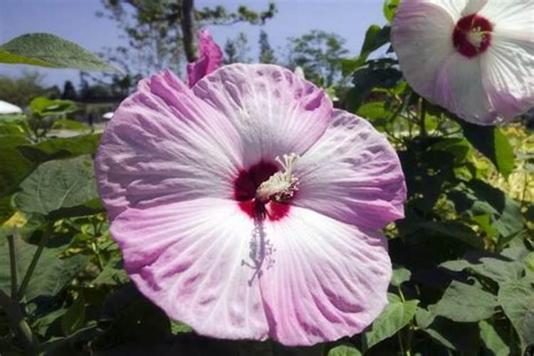 芙蓉花花期可以施肥吗 芙蓉花施什么肥长得更加旺盛