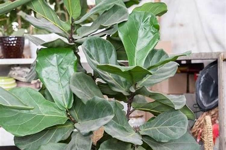 果树生根促根用什么效果最好？