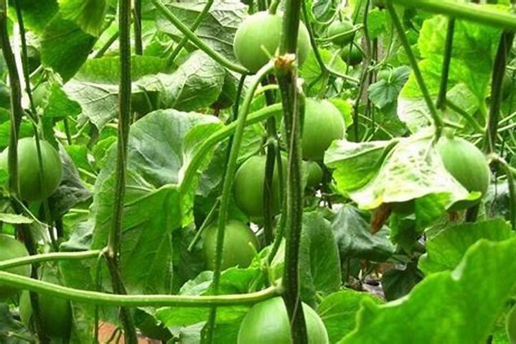 大棚甜瓜的种植技术