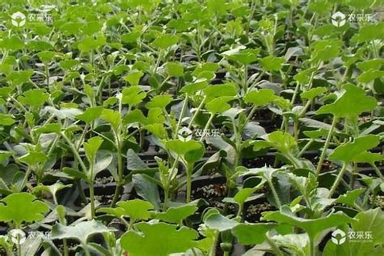 西瓜移栽后几天可以施肥