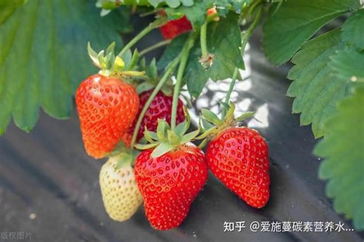 草莓在开花的时候施什么肥料