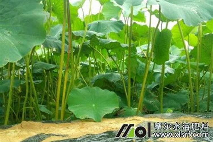 新藕田第一次施肥能否施硫酸钾复合肥？