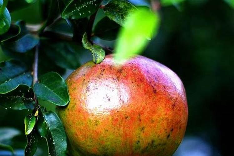 磷酸二氢钾和硼肥能一起用吗