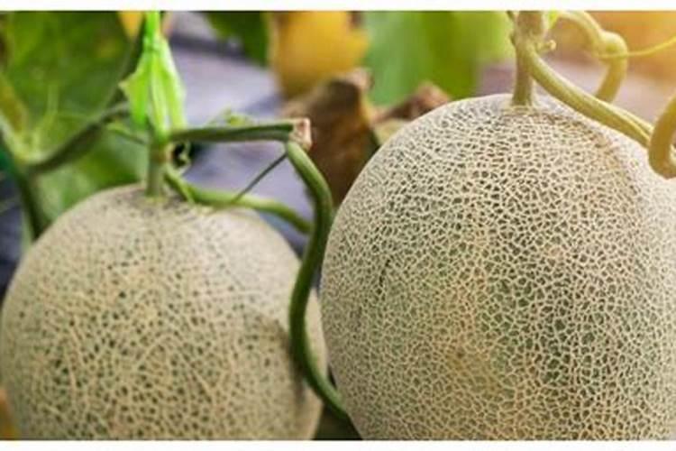 香瓜施什么肥料最好