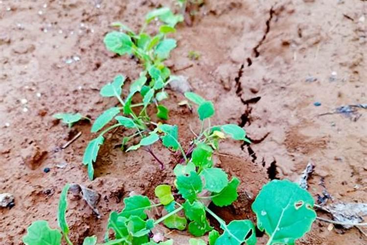 油菜叶面施肥时间及方法花卉百科